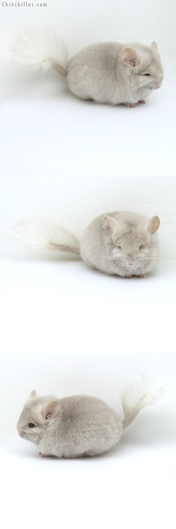 Chinchilla or related item offered for sale or export on Chinchillas.com - 12039 Exceptional Homo Beige Royal Persian Angora Female Chinchilla