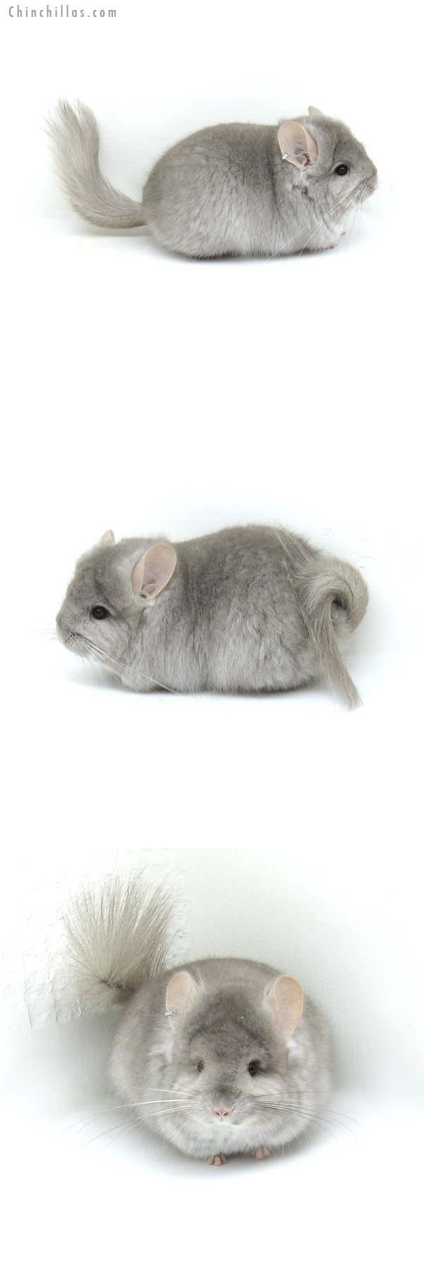 Chinchilla or related item offered for sale or export on Chinchillas.com - 12043 Exceptional Beige Royal Persian Angora Female Chinchilla
