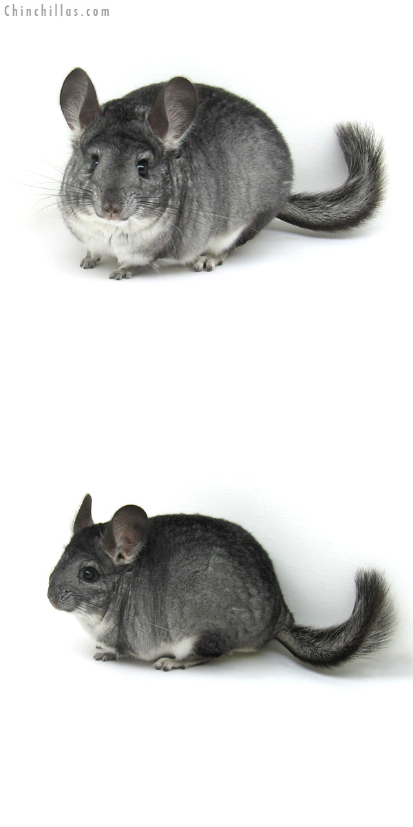 12095 Standard ( Goldbar Carrier ) Female Chinchilla