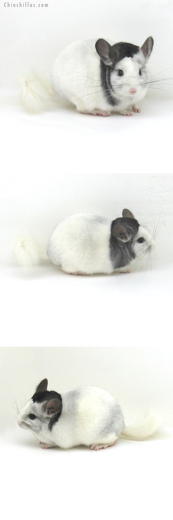 12112 Top Show Quality Extreme Mosaic ( Violet Carrier ) Male Chinchilla