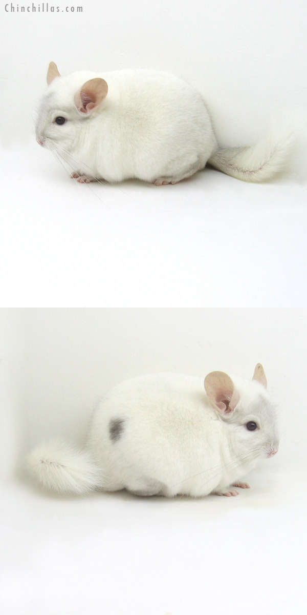 12110 Large Herd Improvement Quality Pink White ( Violet Carrier ) Male Chinchilla