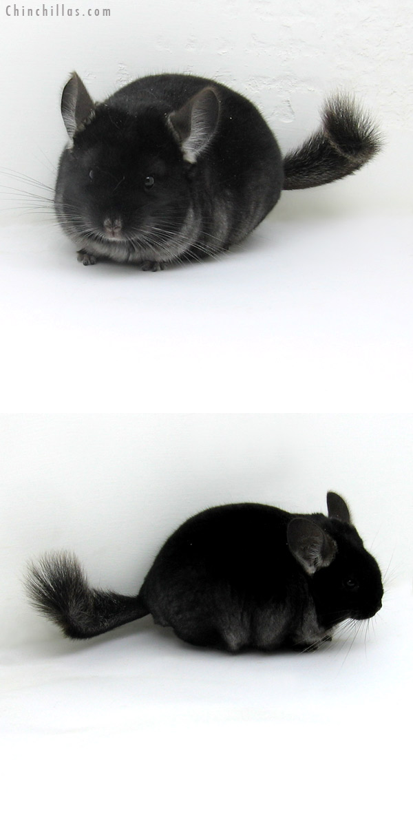 12109 Herd Improvement Quality TOV Ebony Male Chinchilla