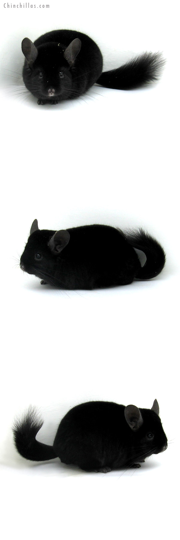 12120 Blocky Herd Improvement Quality Ebony Male Chinchilla