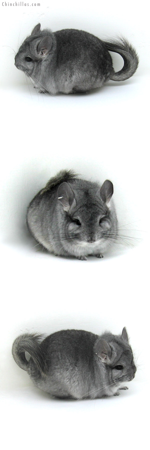 12138 Standard Royal Persian Angora Male Chinchilla