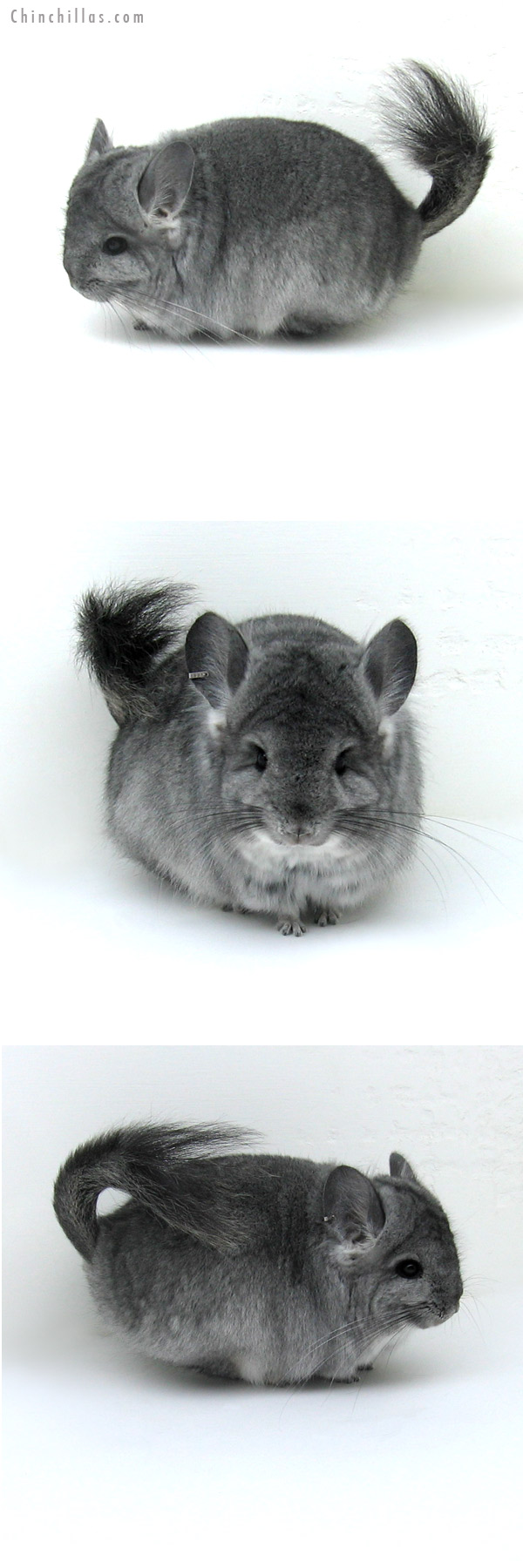 12139 Standard Royal Persian Angora Female Chinchilla