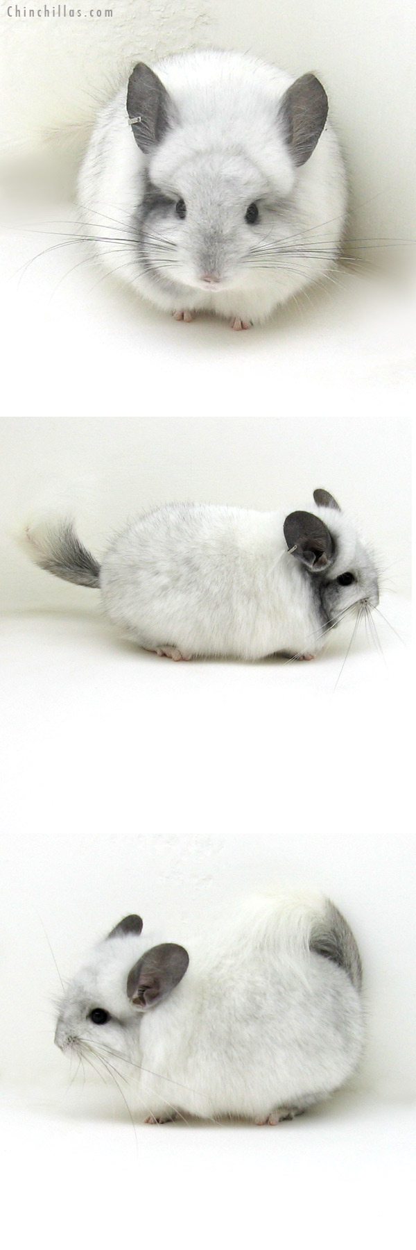 12167 Unique White Mosaic Royal Persian Angora Male Chinchilla