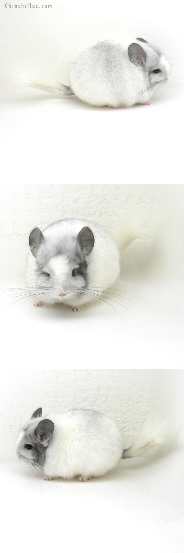 12176 White Mosaic Royal Persian Angora Female Chinchilla