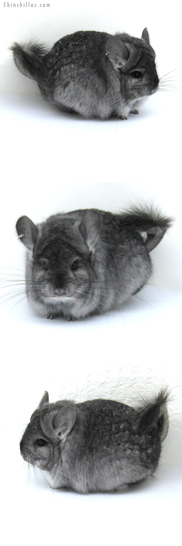 12183 Large, Exceptional Standard Royal Persian Angora Female Chinchilla