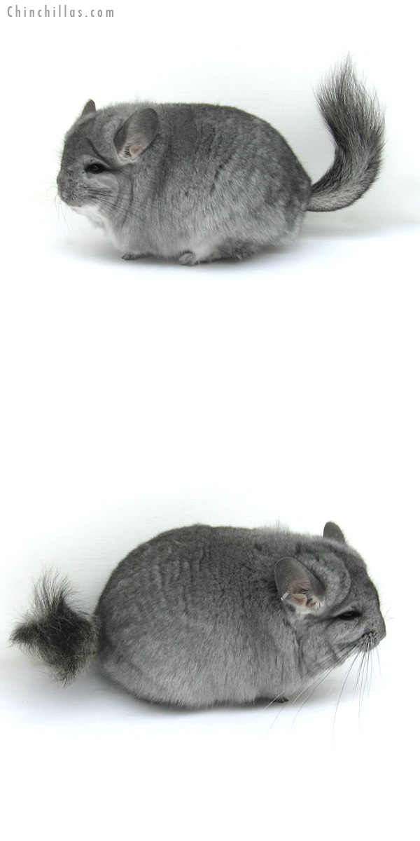 12266 Blocky, Standard Royal Persian Angora Female Chinchilla