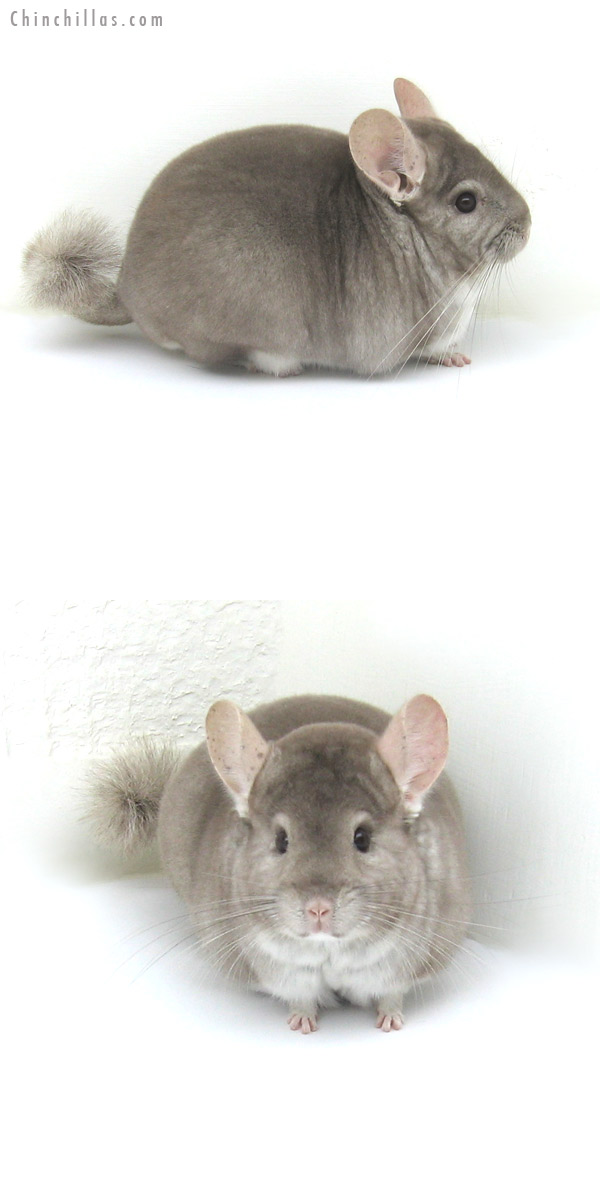 12276 Large Show Quality Beige Male Chinchilla