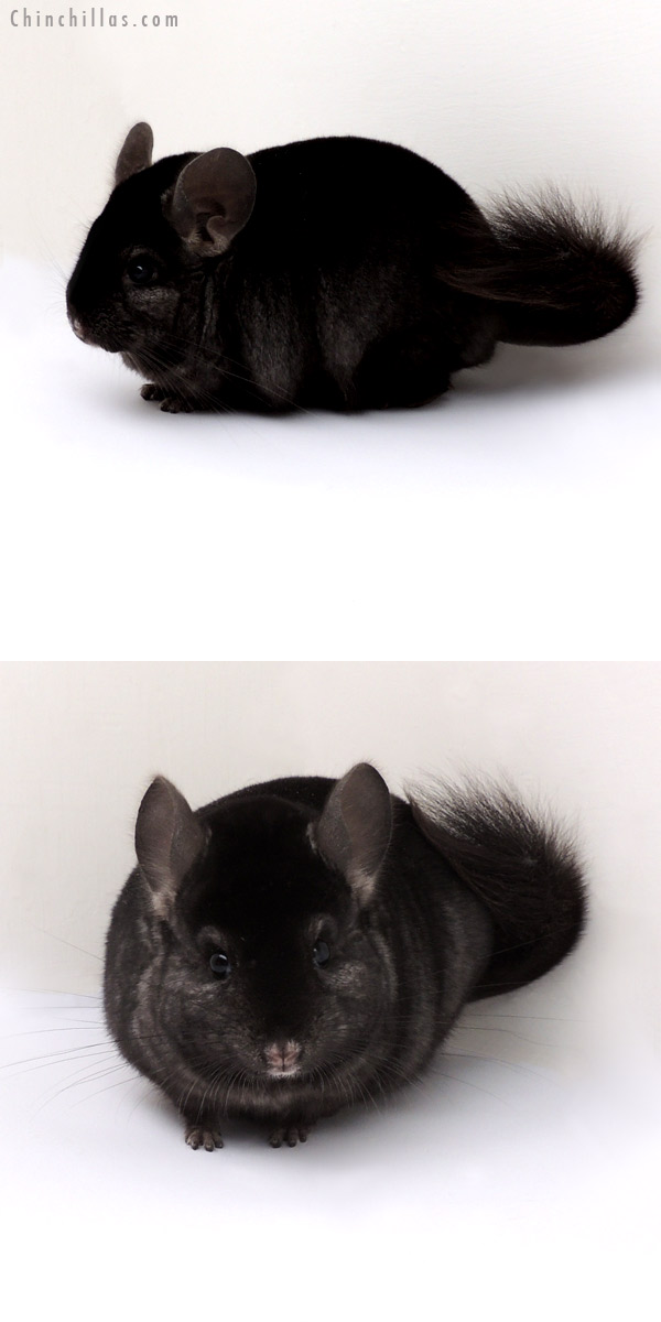 13062 Top Show Quality Ebony ( Sapphire Carrier ) Male Chinchilla