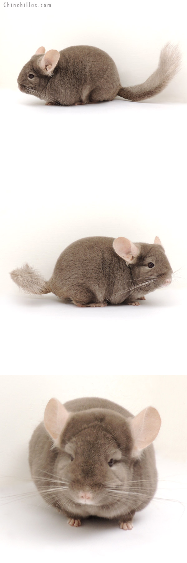 13223 Show Quality Tan ( Violet Carrier ) Female Chinchilla