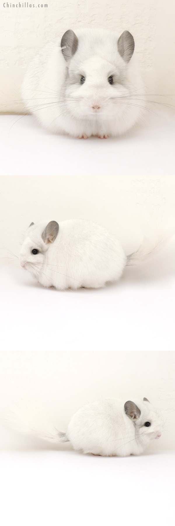 Chinchilla or related item offered for sale or export on Chinchillas.com - 13275 Exceptional White Mosaic Royal Persian Angora Female Chinchilla