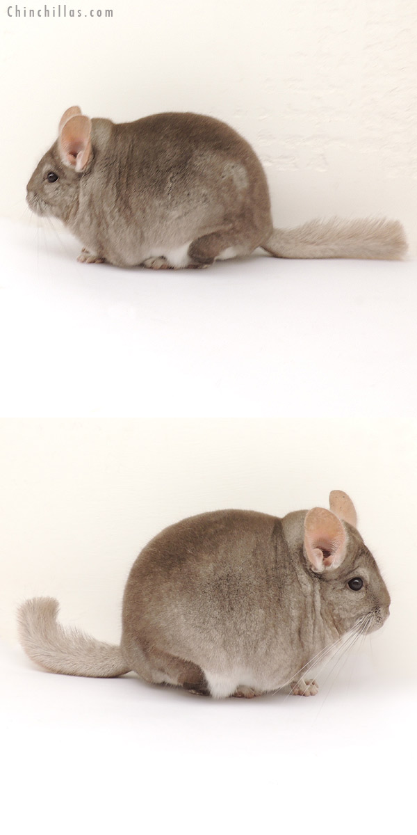 13326 Large Reserve Section Champion Beige Male Chinchilla