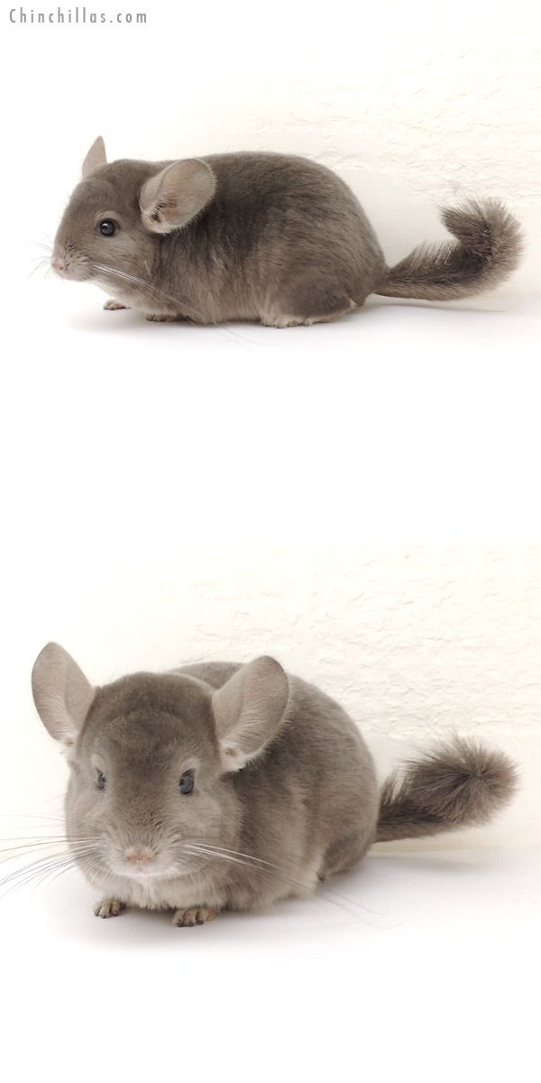13331 Section Champion Violet ( Ebony Carrier ) Male Chinchilla