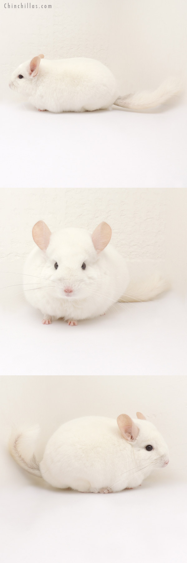 13398 Large Show Quality Pink White Male Chinchilla