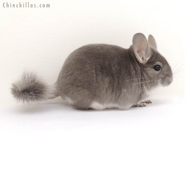 13397 Show Quality Violet ( Sapphire Carrier ) Male Chinchilla