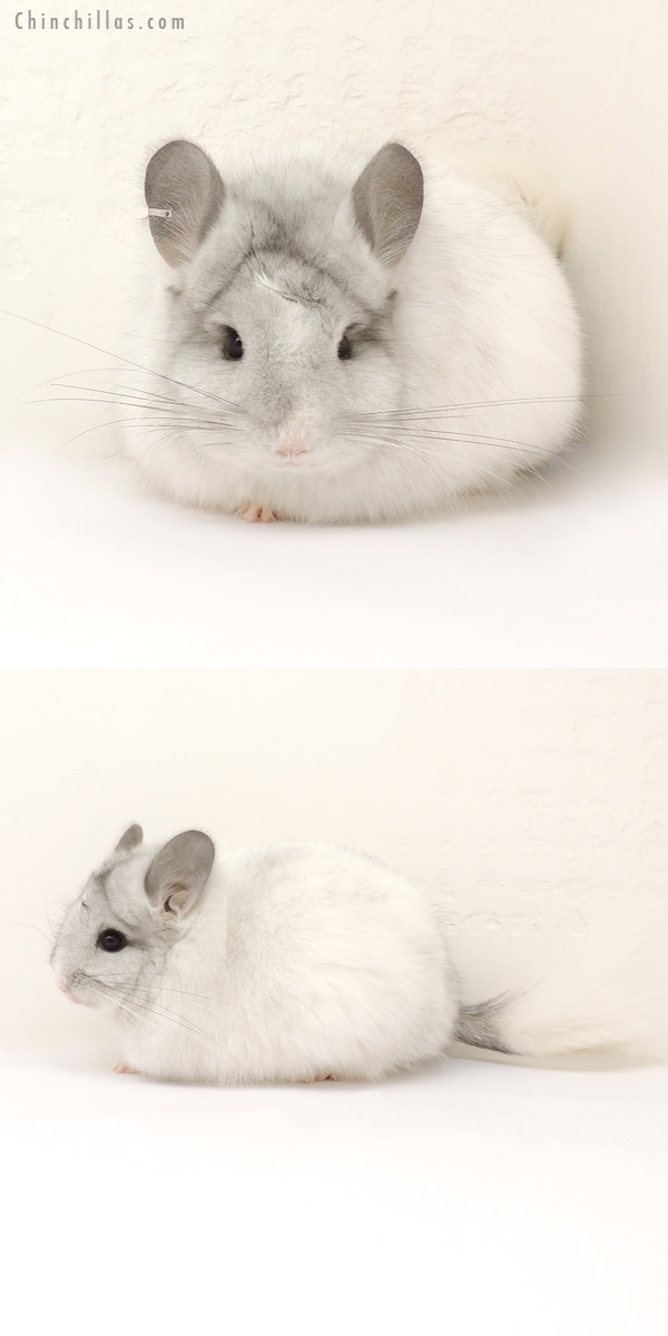 Chinchilla or related item offered for sale or export on Chinchillas.com - 14125 Exceptional White Mosaic Royal Persian Angora Female Chinchilla