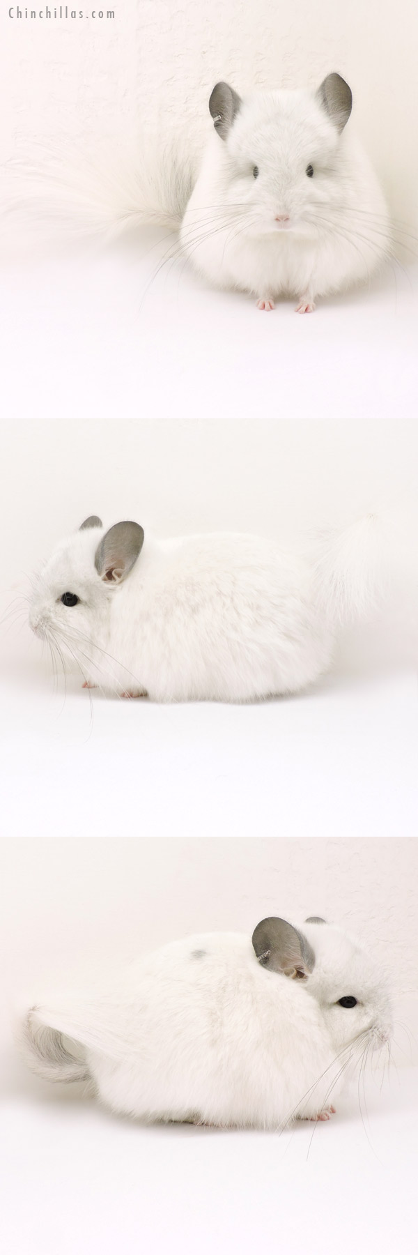 Chinchilla or related item offered for sale or export on Chinchillas.com - 14155 Exceptional White Mosaic  Royal Persian Angora Male Chinchilla