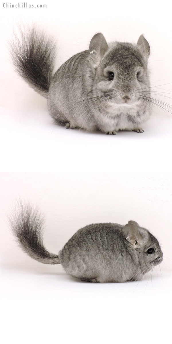 Chinchilla or related item offered for sale or export on Chinchillas.com - 14157 Standard  Royal Persian Angora Female Chinchilla