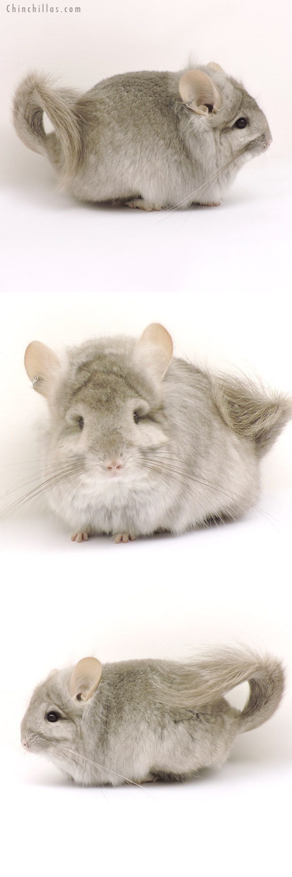 Chinchilla or related item offered for sale or export on Chinchillas.com - 14156 Exceptional Beige  Royal Persian Angora Female Chinchilla with 'lion mane'