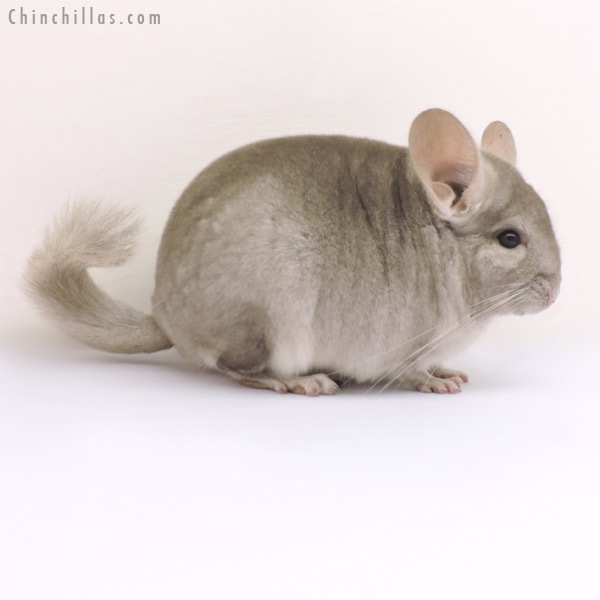 14183 Show Quality Beige ( Violet Carrier ) Male Chinchilla
