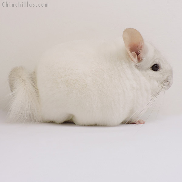 15321 Large Show Quality Pink White Male Chinchilla