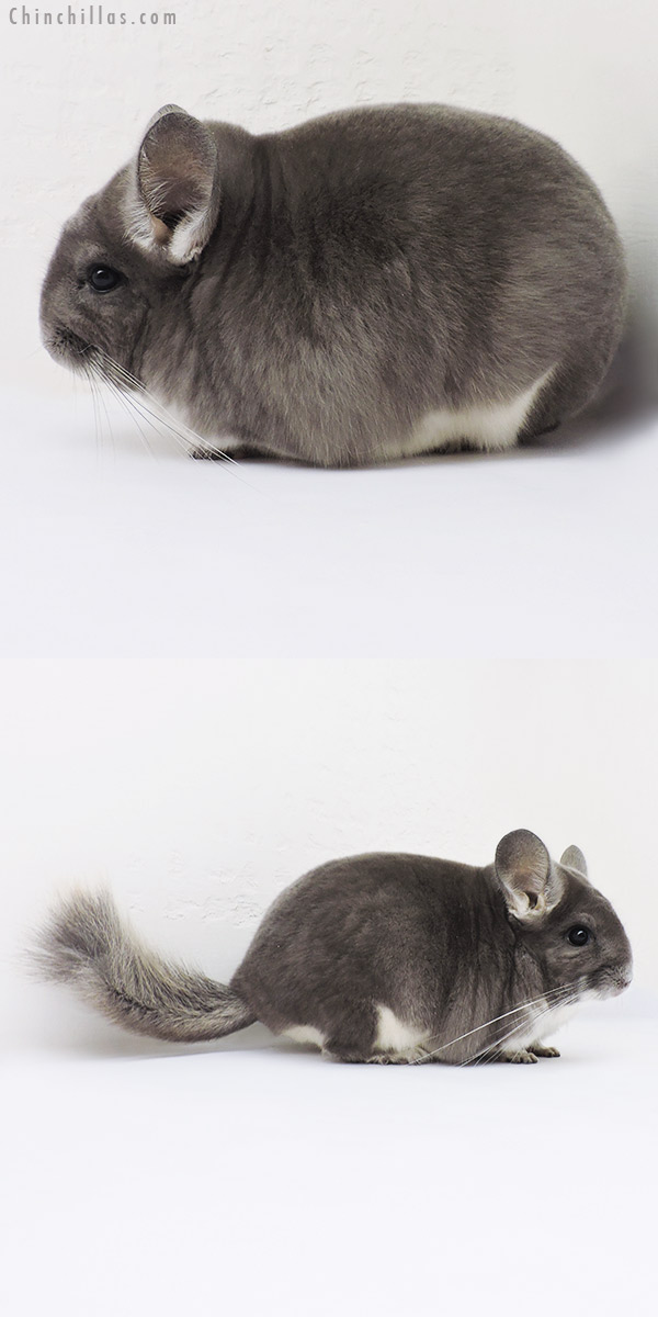 15325 Top Show Quality Violet Male Chinchilla