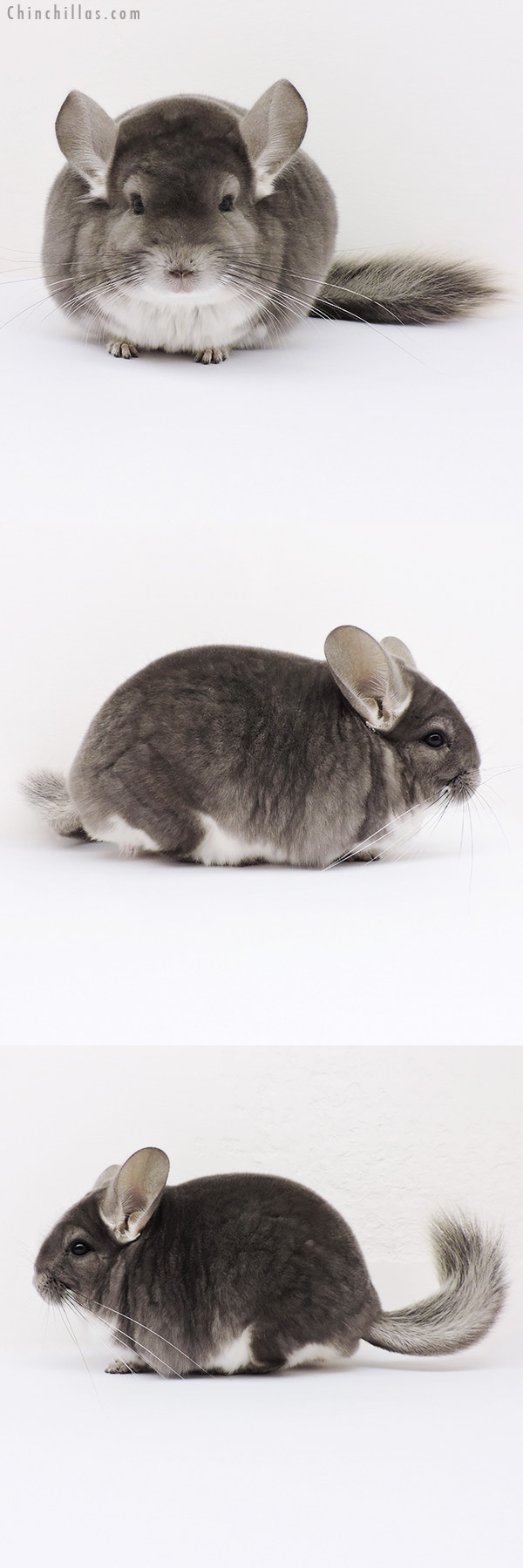 16004 Large Show Quality Violet Male Chinchilla