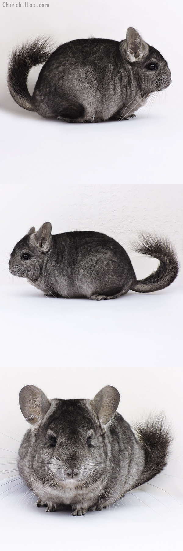 Chinchilla or related item offered for sale or export on Chinchillas.com - 16360 Hetero Ebony (  Royal Persian Angora Carrier ) Female Chinchilla