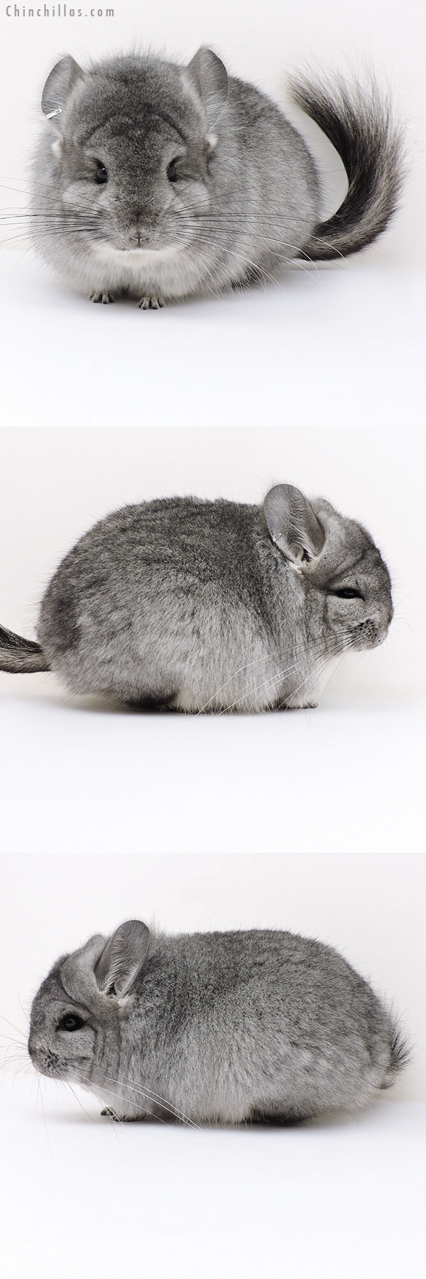 17035 Exceptional Standard  Royal Persian Angora Female Chinchilla with Lion Mane