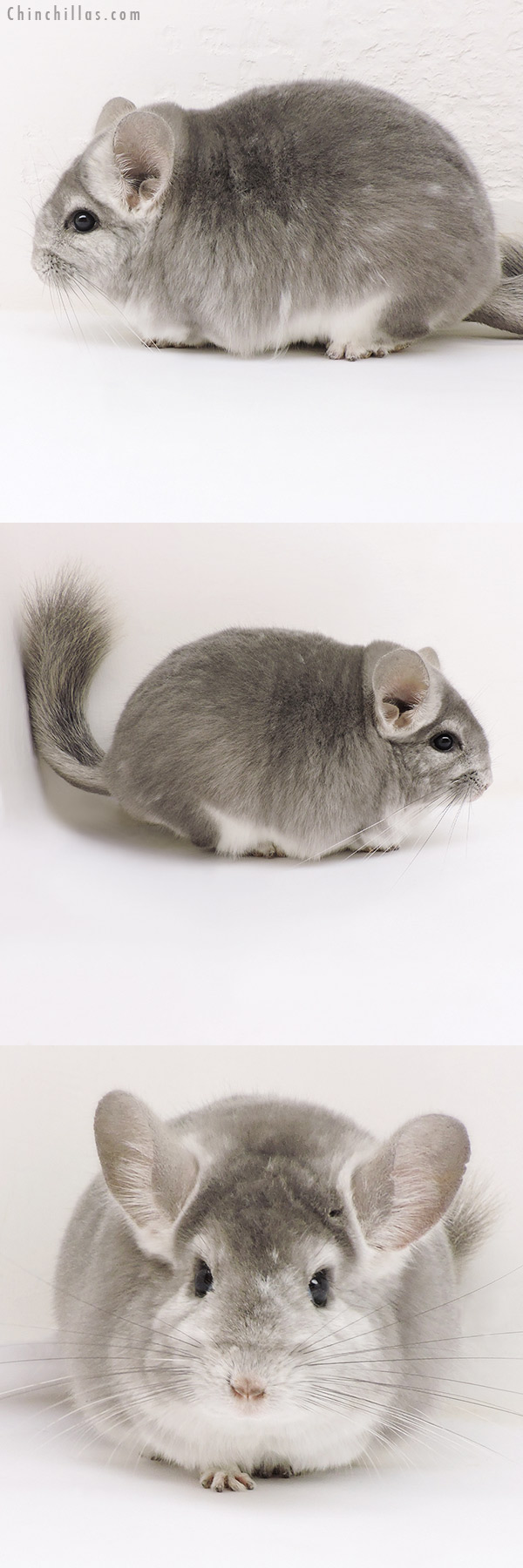 17175 Large Blocky Show Quality Fading Violet Female Chinchilla