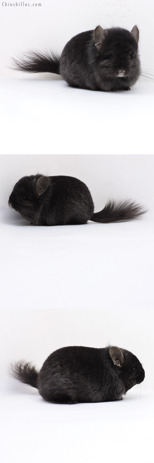 18031 Exceptional Large Ebony  Royal Persian Angora ( Locken Carrier ) Male Chinchilla with Lion Mane