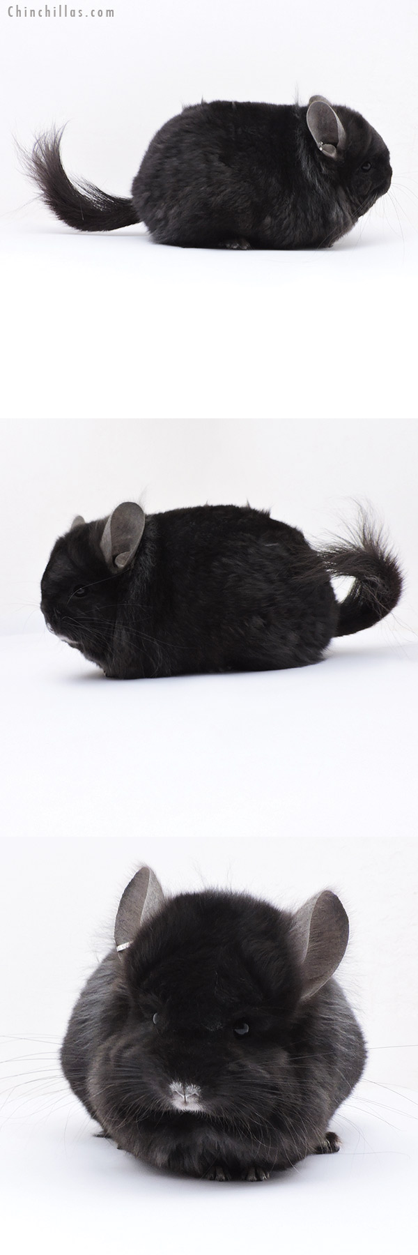 18069 Exceptional Blocky  Royal Imperial Angora Male Chinchilla with Lion Mane