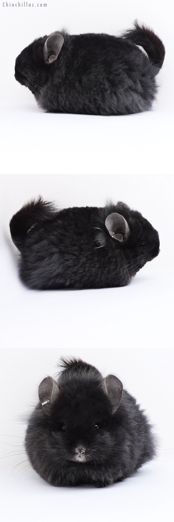 18082 Exceptional Ebony G2  Royal Imperial Angora Male Chinchilla with Lion Mane