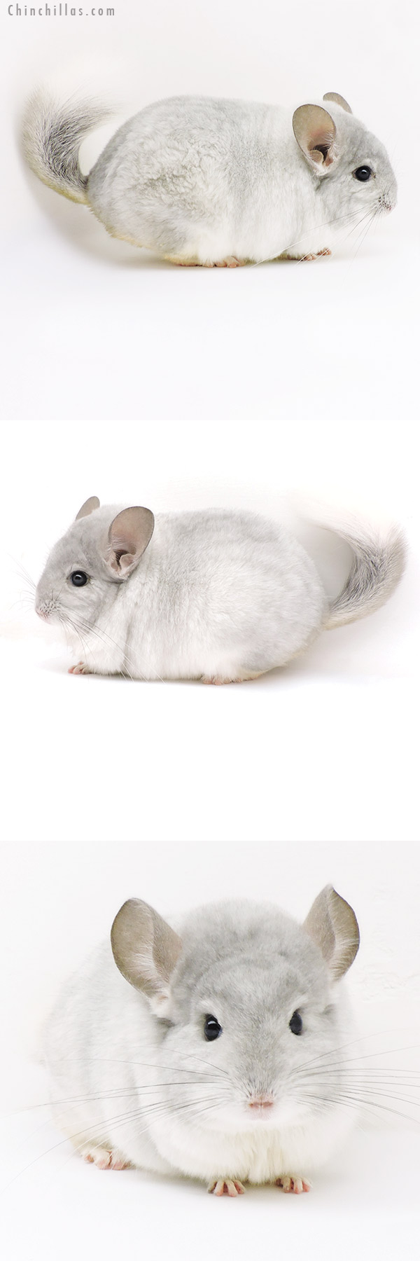 18110 Large Blocky Top Show Quality Violet & White Mosaic Male Chinchilla