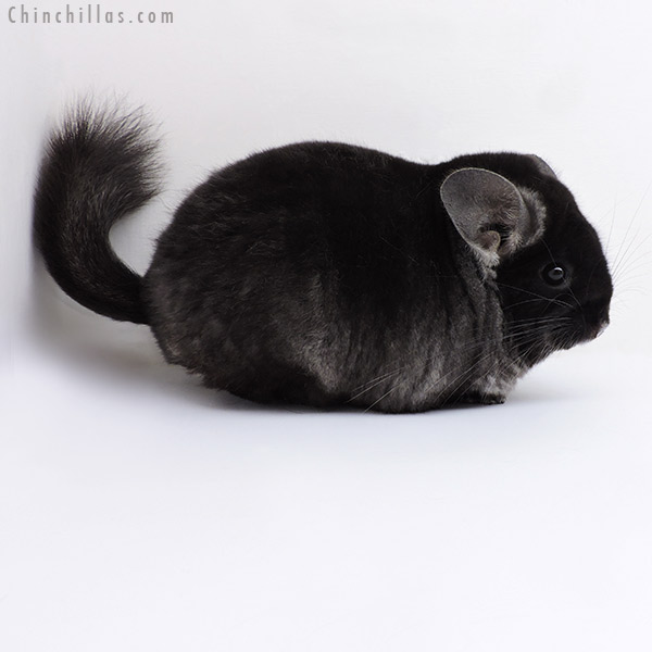 Chinchilla or related item offered for sale or export on Chinchillas.com - 18155 Extra Large Blocky Top Show Quality TOV Ebony ( Violet Carrier ) Female Chinchilla