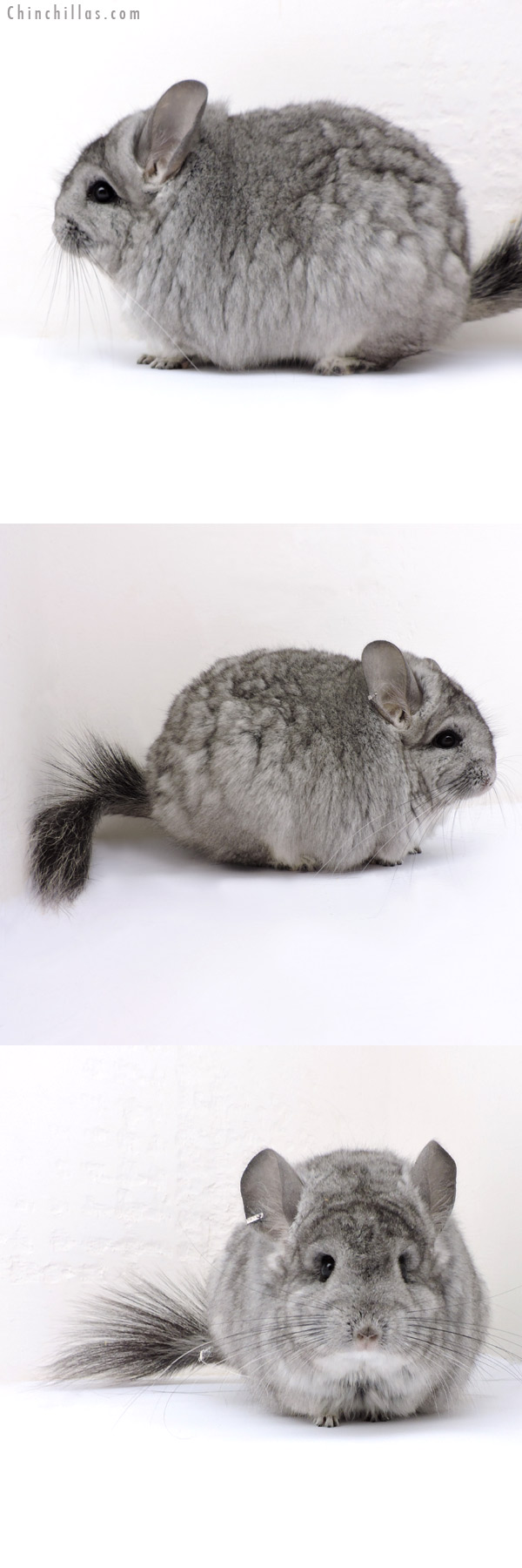 Chinchilla or related item offered for sale or export on Chinchillas.com - 18162 Exceptional Blocky Standard  Royal Persian Angora Female Chinchilla