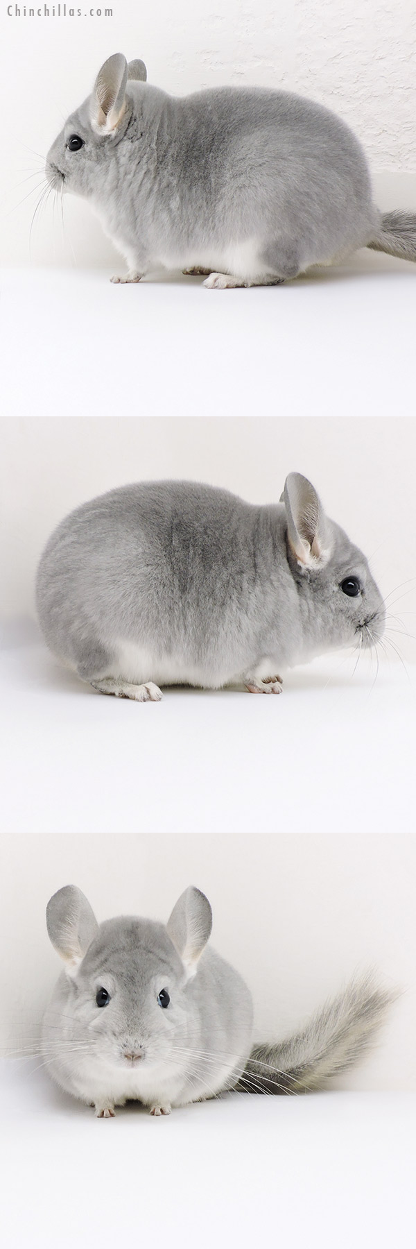 Chinchilla or related item offered for sale or export on Chinchillas.com - 18194 Show Quality Blue Diamond Female Chinchilla
