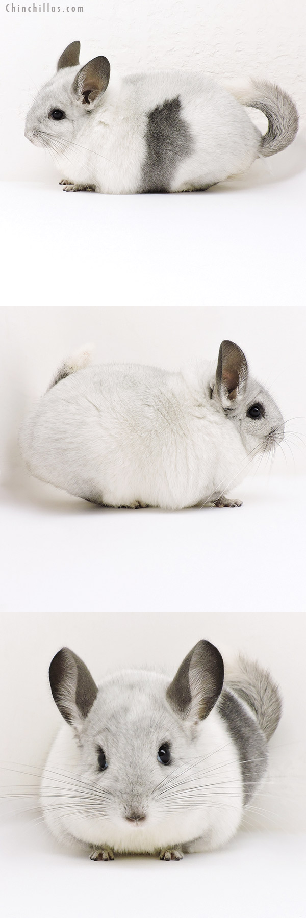 Chinchilla or related item offered for sale or export on Chinchillas.com - 18203 Extra Large Unique White Mosaic ( Locken Carrier ) Female Chinchilla