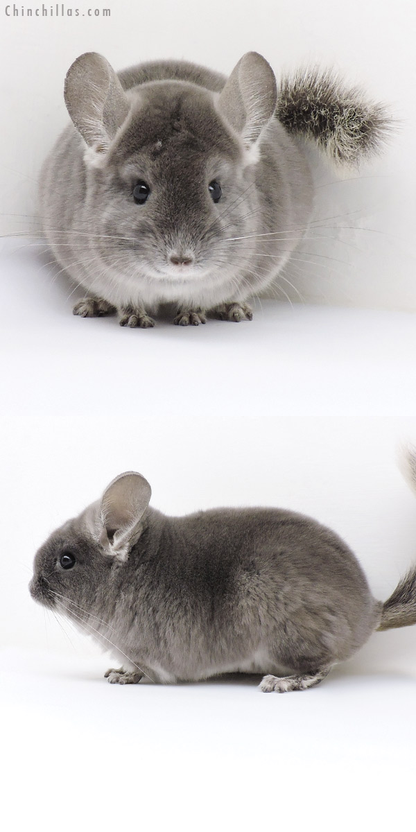 Chinchilla or related item offered for sale or export on Chinchillas.com - 18209 Show Quality TOV Violet Female Chinchilla