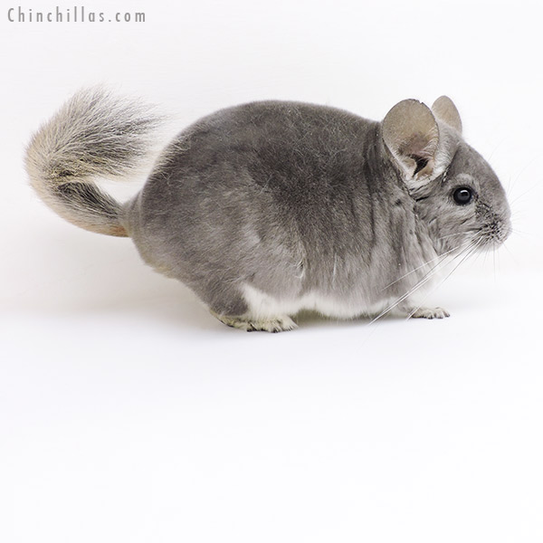 Chinchilla or related item offered for sale or export on Chinchillas.com - 18210 Show Quality Violet Female Chinchilla