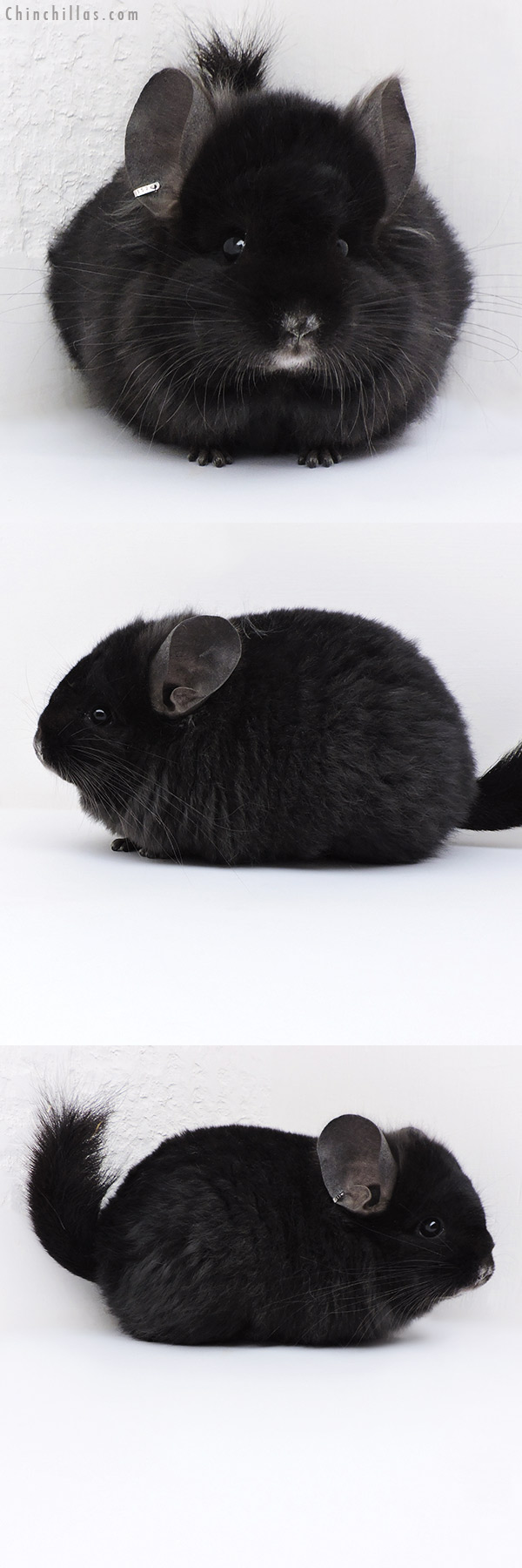 Chinchilla or related item offered for sale or export on Chinchillas.com - 18017 Exceptional Ebony  Royal Persian Angora ( Locken Carrier ) Female Chinchilla