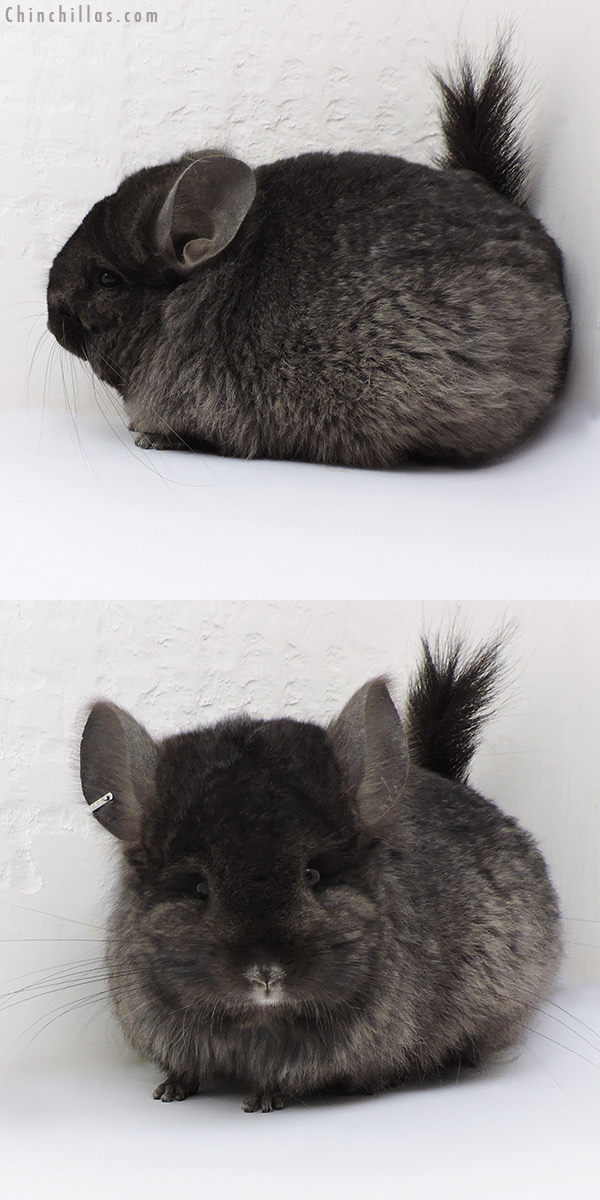 Chinchilla or related item offered for sale or export on Chinchillas.com - 18220 Exceptional Brevi Type Ebony  Royal Imperial Angora Female Chinchilla