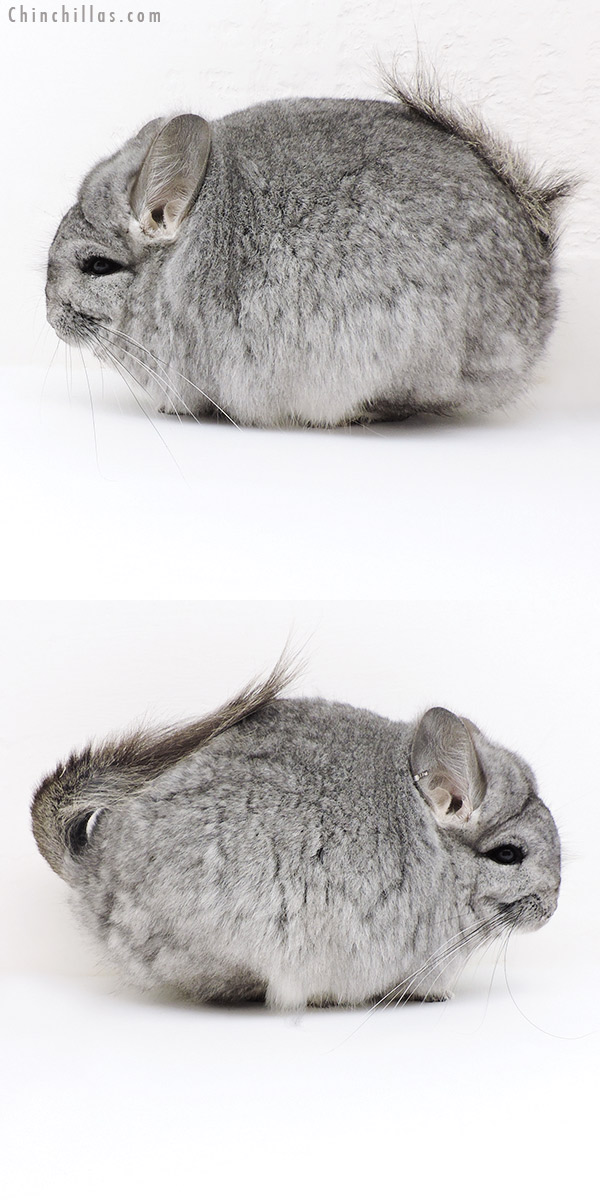 Chinchilla or related item offered for sale or export on Chinchillas.com - 18216 Blocky Standard  Royal Persian Angora Female Chinchilla