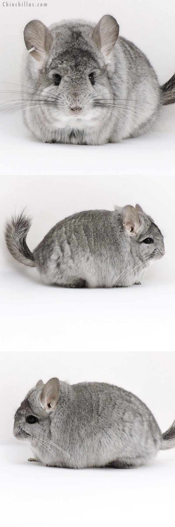 Chinchilla or related item offered for sale or export on Chinchillas.com - 18217 Standard ( Violet Carrier )  Royal Persian Angora Female Chinchilla