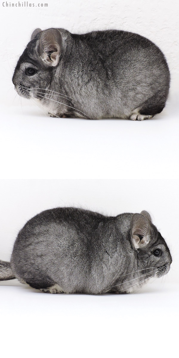 Chinchilla or related item offered for sale or export on Chinchillas.com - 18230 Extra Large Blocky Premium Production Quality Standard Female Chinchilla