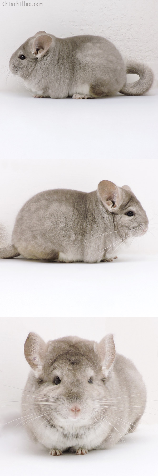 Chinchilla or related item offered for sale or export on Chinchillas.com - 18248 Large Blocky Premium Production Quality Beige Female Chinchilla