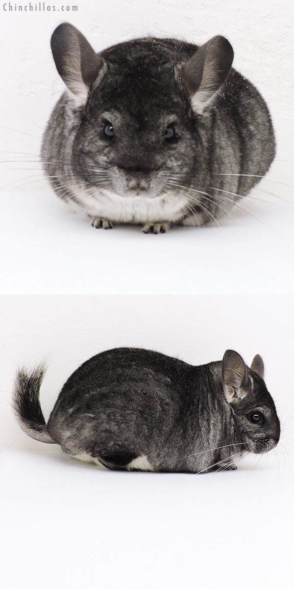 Chinchilla or related item offered for sale or export on Chinchillas.com - 18238 Premium Production Quality Standard Female Chinchilla