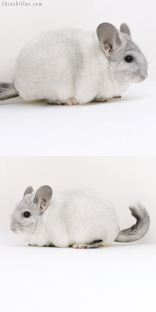 Chinchilla or related item offered for sale or export on Chinchillas.com - 18239 Large Premium Production Quality White Mosaic Female Chinchilla